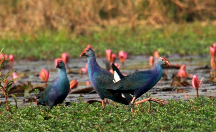 অতিথি পাখির আগমনে মুখরিত হাকালুকিসহ সিলেটের হাওর-বাওর