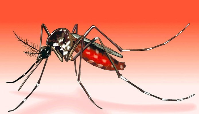 সিলেটে মশার যন্ত্রণায় অতিষ্ঠ নগরবাসী