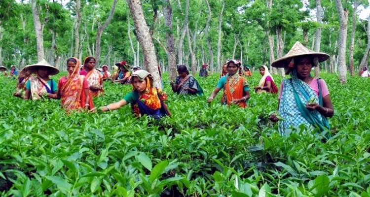 সিলেটের বেশির ভাগ চা-বাগানে খরা ভাব
