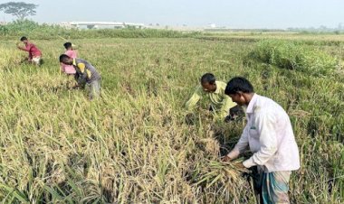 হবিগঞ্জে হাওরে পুরোদমে বোরো ধান কাটা শুরু