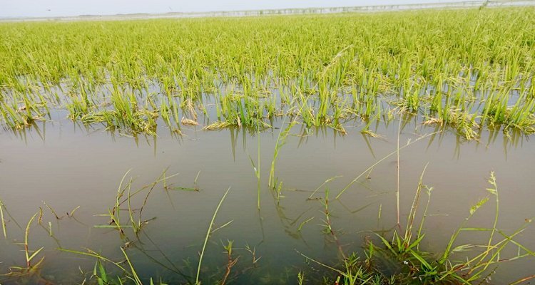 জলাবদ্ধতা আর পাহাড়ি ঢলে হাওরে বাড়ছে উৎকণ্ঠা