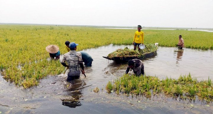 সুনামগঞ্জে বৃষ্টি ও ঢলে ডুবেছে হাওরের ফসল