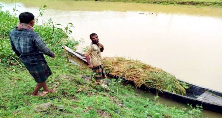 হাকালুকি হাওরে  বন্যার শঙ্কায় ধান কাটার ধুম