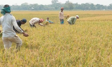 হাওরে আকস্মিক বন্যার পূর্বাভাস, দ্রুত ধান কাটার পরামর্শ
