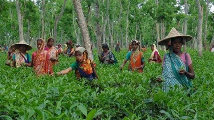 প্রচণ্ড গরমে বিপাকে চা শ্রমিকরা