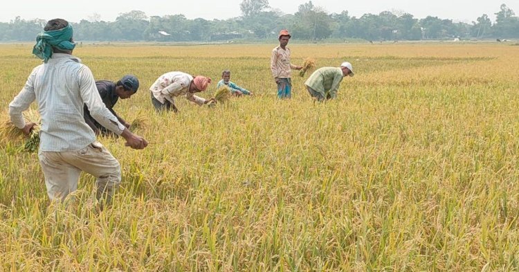 হাওরে আকস্মিক বন্যার পূর্বাভাস, দ্রুত ধান কাটার পরামর্শ