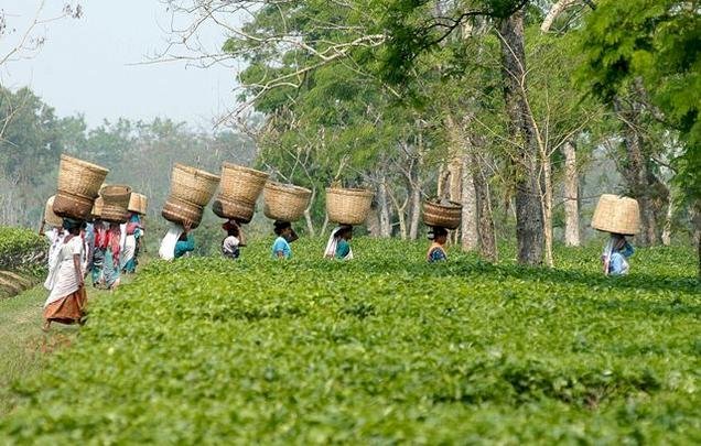 বাংলাদেশের চা শিল্পের সংকট-সম্ভাবনা