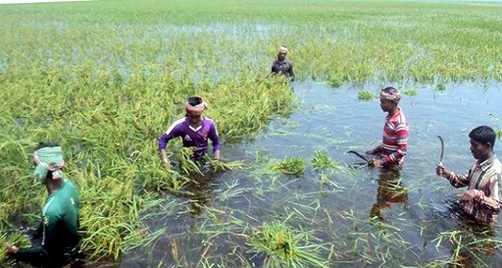 হবিগঞ্জে বন্যায় ১ হাজার হেক্টর জমির ফসল নষ্ট