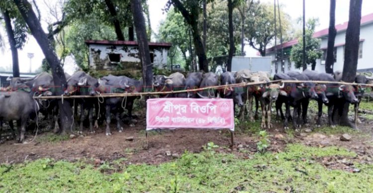 সিলেটে অর্ধকোটি টাকার ভারতীয় মহিষ আটক