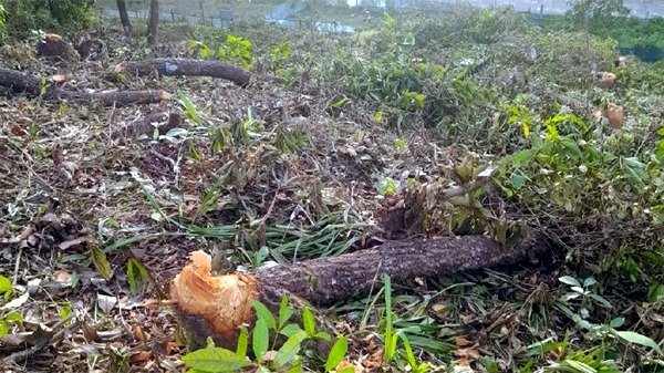 সিলেট কৃষি বিশ্ববিদ্যালয়ে ঝোপ পরিষ্কারের নামে ৭৯ গাছ কেটে সাবাড়