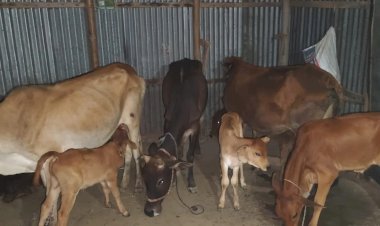 লুট করা ২৪ গরু মিলল বিএনপি নেতার বাড়িতে
