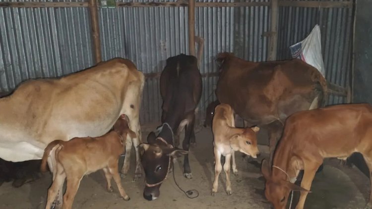 লুট করা ২৪ গরু মিলল বিএনপি নেতার বাড়িতে