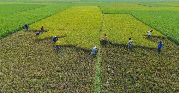 সিলেটে অকাল বন্যার শঙ্কা, হাওরবাসীর চোখে ভয়