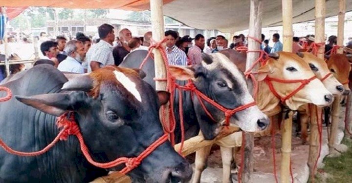 সিলেট সদরে বসছে কুরবানির ১০টি পশুর হাট