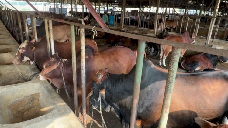 কুরবানির চামড়ার দাম নির্ধারণ করে দিল সরকার