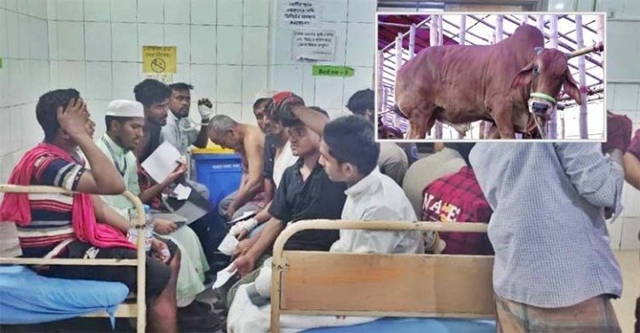 সিলেটে কোরবানি দিতে গিয়ে আ হ ত ৮০ জন