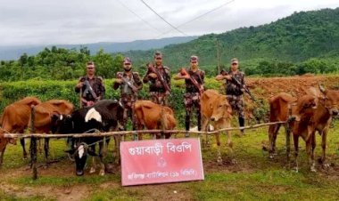 সিলেটে সীমান্তে ভারতীয় গরু-মহিষ জব্দ