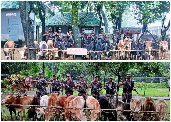 সুনামগঞ্জে সীমান্তে বিজিবি অভিযানে ট্রলারভর্তি ভারতীয় গরু জব্দ