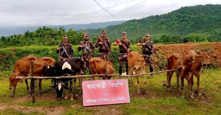 সিলেটে সীমান্তে ভারতীয় গরু-মহিষ জব্দ