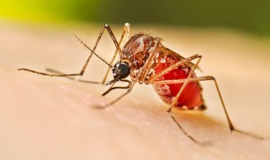 সিলেটে চলতি মৌসুমের ডেঙ্গুতে প্রথম মৃত্যু