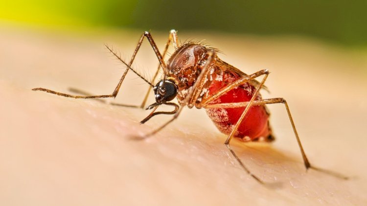সিলেটে চলতি মৌসুমের ডেঙ্গুতে প্রথম মৃত্যু